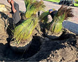 Two men are working on a garden, planting grass and shrubs. AI generated content