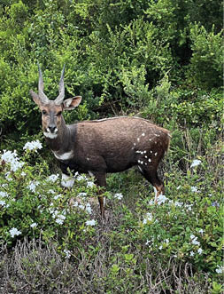 A deer is standing in a field with bushes and flowers. AI generated content